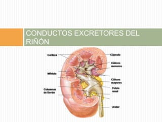 Riñón continuado | PPTX