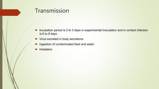 Transmission
 Incubation period is 2 to 3 days in experimental inoculation and in contact infection
is 6 to 9 days
 Virus excreted in body secretions
 Ingestion of contaminated feed and water
 Inhalation
 