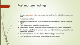 Post mortem findings
 Virus produce lesions in the oral mucosa after settling in the cells following a viremic
state
 Fore stomach are free
 Abomasum reveals necrotic foci and haemorrhagic streaks more seen at the pyloric
region.
 Folds of abomasum are thick and oedematous
 If the disease progress, abomasal mucosa shows irregular ulcers of different size.
 The virus has got affinity for lymphoid tissue and in the intestine, peyer's patches are
swollen and ulcerated
 Duodenum and ileum revealed streaks of haemorrhages and erosions
 In the large intestine, ileo caecal valve may be markedly swollen
 