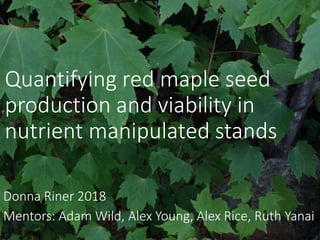 Quantifying red maple seed
production and viability in
nutrient manipulated stands
Donna Riner 2018
Mentors: Adam Wild, Alex Young, Alex Rice, Ruth Yanai
 