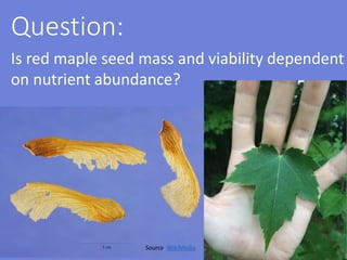 Question:
Is red maple seed mass and viability dependent
on nutrient abundance?
Source: WikiMedia
 