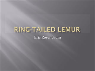 Eric Rosenbaum 