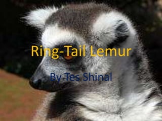Ring-Tail Lemur By TesShinal 