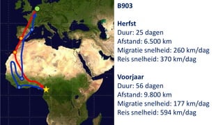 B903

Herfst
Duur: 25 dagen
Afstand: 6.500 km
Migratie snelheid: 260 km/dag
Reis snelheid: 370 km/dag

Voorjaar
Duur: 56 dagen
Afstand: 9.800 km
Migratie snelheid: 177 km/dag
Reis snelheid: 594 km/dag
 