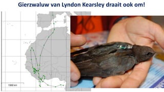 Gierzwaluw van Lyndon Kearsley draait ook om!
 