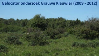 Gelocator onderzoek Grauwe Klauwier (2009 - 2012)
 