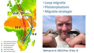 • Loop migratie
             • Pleisterplaatsen
15 d
             • Migratie-strategie



 53 d

        8d




             Tøttrup et al. 2012 Proc. R Soc. B
 