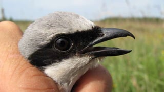 Geolocators werpen licht op reizen trekvogels naar donker Afrika - Ringersdag 2012 (R. Klaassen)