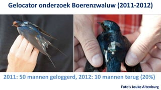 Gelocator onderzoek Boerenzwaluw (2011-2012)




2011: 50 mannen geloggerd, 2012: 10 mannen terug (20%)
                                         Foto’s Jouke Altenburg
 