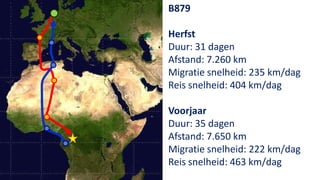 B879

Herfst
Duur: 31 dagen
Afstand: 7.260 km
Migratie snelheid: 235 km/dag
Reis snelheid: 404 km/dag

Voorjaar
Duur: 35 dagen
Afstand: 7.650 km
Migratie snelheid: 222 km/dag
Reis snelheid: 463 km/dag
 