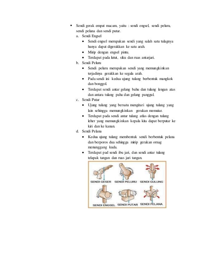 Sistem Rangka Manusia dan Hewan