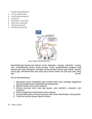 Contoh Nemathelminthes:
   Ascaris lumbricoides
   Ancylostoma duodenale
   Cacing loa
   Enterobius vermicularis
   Heterodera redicicola
   Trichinella spiralis
   Wuchereria bancrofti




                         Daur Hidup Nemathelminthes

   Nemathelmintes berasal dari bahasa Yunani, Nematos = benang, nelmintes = cacing.
   Jadi, nemathelmintes berarti cacing benang. Tubuh nemathelmintes bergerak bulat
   panjang dan tidak bersegmen sehingga cacing tersebut dikenal juga dengan sebutan
   cacing gilig. Nemathelmintes ada yang hidup secara bebas dan ada juga yang hidup
   sbg                                                                       parasit.

   Ciri-ciri Nemathelmintes

      1. Merupakan hewan triploblastik yang memiliki selom semu sehingga anggotanya
         dikenal sebagai hewan triploblastik pseudoselomata.
      2. Memiliki bentuk tubuh simetri bilateral.
      3. Dinding tubuhnya terdiri atas tiga lapisan, yaitu ektoderm, mesoderm, dan
         endoderm.
      4. Semua anggotanya bereproduksi secara seksual.
      5. Cacing betina pada umumnya berukuran lebih besar dibandingkan cacing jantan.
      6. Tubuhnya tertutup dengan lapisan kutikula.



D. Filum Anelida
 