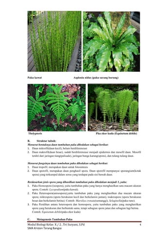 Plantae | PDF
