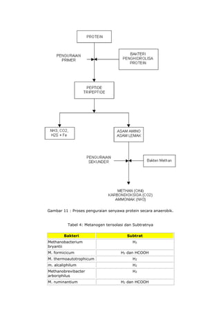 Gambar 11 : Proses penguraian senyawa protein secara anaerobik.
Tabel 4: Metanogen terisolasi dan Subtratnya
Bakteri Subtrat
Methanobacterium
bryantii
H2
M. formicicum H2 dan HCOOH
M. thermoautotrophicum H2
m. alcaliphilum H2
Methanobrevibacter
arboriphilus
H2
M. ruminantium H2 dan HCOOH
 
