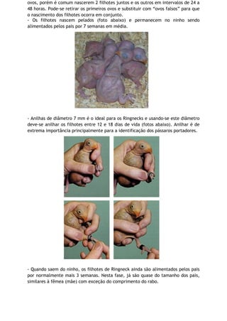 ovos, porém é comum nascerem 2 filhotes juntos e os outros em intervalos de 24 a
48 horas. Pode-se retirar os primeiros ovos e substituir com “ovos falsos” para que
o nascimento dos filhotes ocorra em conjunto.
- Os filhotes nascem pelados (foto abaixo) e permanecem no ninho sendo
alimentados pelos pais por 7 semanas em média.
- Anilhas de diâmetro 7 mm é o ideal para os Ringnecks e usando-se este diâmetro
deve-se anilhar os filhotes entre 12 e 18 dias de vida (fotos abaixo). Anilhar é de
extrema importância principalmente para a identificação dos pássaros portadores.
- Quando saem do ninho, os filhotes de Ringneck ainda são alimentados pelos pais
por normalmente mais 3 semanas. Nesta fase, já são quase do tamanho dos pais,
similares à fêmea (mãe) com exceção do comprimento do rabo.
 