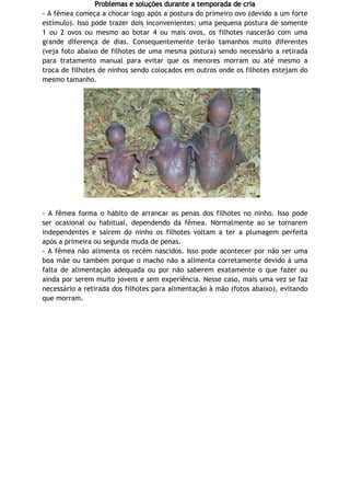 Problemas e soluções durante a temporada de cria
- A fêmea começa a chocar logo após a postura do primeiro ovo (devido a um forte
estímulo). Isso pode trazer dois inconvenientes: uma pequena postura de somente
1 ou 2 ovos ou mesmo ao botar 4 ou mais ovos, os filhotes nascerão com uma
grande diferença de dias. Consequentemente terão tamanhos muito diferentes
(veja foto abaixo de filhotes de uma mesma postura) sendo necessário a retirada
para tratamento manual para evitar que os menores morram ou até mesmo a
troca de filhotes de ninhos sendo colocados em outros onde os filhotes estejam do
mesmo tamanho.
- A fêmea forma o hábito de arrancar as penas dos filhotes no ninho. Isso pode
ser ocasional ou habitual, dependendo da fêmea. Normalmente ao se tornarem
independentes e saírem do ninho os filhotes voltam a ter a plumagem perfeita
após a primeira ou segunda muda de penas.
- A fêmea não alimenta os recém nascidos. Isso pode acontecer por não ser uma
boa mãe ou também porque o macho não a alimenta corretamente devido à uma
falta de alimentação adequada ou por não saberem exatamente o que fazer ou
ainda por serem muito jovens e sem experiência. Nesse caso, mais uma vez se faz
necessário a retirada dos filhotes para alimentação à mão (fotos abaixo), evitando
que morram.
 