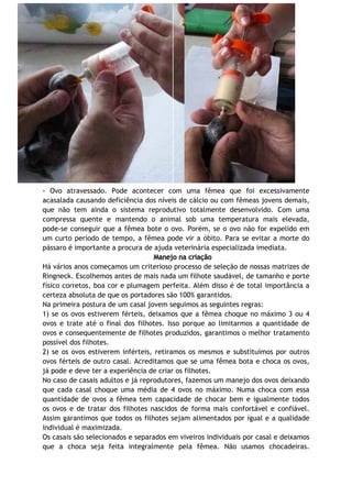 - Ovo atravessado. Pode acontecer com uma fêmea que foi excessivamente
acasalada causando deficiência dos níveis de cálcio ou com fêmeas jovens demais,
que não tem ainda o sistema reprodutivo totalmente desenvolvido. Com uma
compressa quente e mantendo o animal sob uma temperatura mais elevada,
pode-se conseguir que a fêmea bote o ovo. Porém, se o ovo não for expelido em
um curto período de tempo, a fêmea pode vir a óbito. Para se evitar a morte do
pássaro é importante a procura de ajuda veterinária especializada imediata.
Manejo na criação
Há vários anos começamos um criterioso processo de seleção de nossas matrizes de
Ringneck. Escolhemos antes de mais nada um filhote saudável, de tamanho e porte
físico corretos, boa cor e plumagem perfeita. Além disso é de total importância a
certeza absoluta de que os portadores são 100% garantidos.
Na primeira postura de um casal jovem seguimos as seguintes regras:
1) se os ovos estiverem férteis, deixamos que a fêmea choque no máximo 3 ou 4
ovos e trate até o final dos filhotes. Isso porque ao limitarmos a quantidade de
ovos e consequentemente de filhotes produzidos, garantimos o melhor tratamento
possível dos filhotes.
2) se os ovos estiverem inférteis, retiramos os mesmos e substituímos por outros
ovos férteis de outro casal. Acreditamos que se uma fêmea bota e choca os ovos,
já pode e deve ter a experiência de criar os filhotes.
No caso de casais adultos e já reprodutores, fazemos um manejo dos ovos deixando
que cada casal choque uma média de 4 ovos no máximo. Numa choca com essa
quantidade de ovos a fêmea tem capacidade de chocar bem e igualmente todos
os ovos e de tratar dos filhotes nascidos de forma mais confortável e confiável.
Assim garantimos que todos os filhotes sejam alimentados por igual e a qualidade
individual é maximizada.
Os casais são selecionados e separados em viveiros individuais por casal e deixamos
que a choca seja feita integralmente pela fêmea. Não usamos chocadeiras.
 