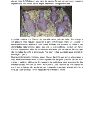 Abaixo fotos de filhotes em uma caixa de papelão forrada com serragem enquanto
esperam que seus ninhos sejam limpos e tenham a serragem trocada.
A grande maioria dos filhotes são tratados pelos pais no ninho. Isso assegura
um pássaros mais robusto, saudável e com probabilidade maior de acasalar e
consequentemente reproduzir mais cêdo. Filhotes que nascem no ninho e são
alimentados naturalmente pelos pais até a independência herdam um forte
instinto reprodutivo além de se tornarem melhores pais do que os filhotes que
são retirados do ninho e alimentados "na mão" (estes são ideais para animal de
estimação - "pet").
Normalmente também retiramos alguns filhotes do ninho para serem alimentados à
mão. Esses normalmente são os animais preferidos de quem quer um pássaro mais
manso e sociável. Utilizamos de equipamento profissional para aquecimento dos
filhotes que são retirados do ninho. As inúmeras UTAs (Unidade de Tratamento de
Aves) que utilizamos são ajustadas com temperaturas variadas visando atender o
nível de calor que cada filhote necessita dependendo da idade.
 