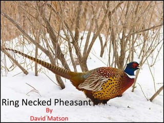 Ring Necked Pheasant By David Matson 