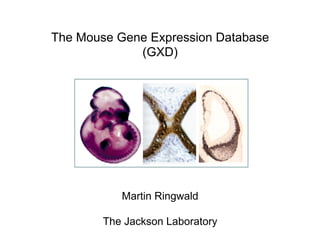 The Mouse Gene Expression Database
(GXD)
Martin Ringwald
The Jackson Laboratory
 