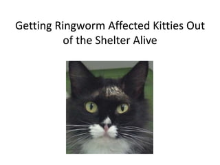 Getting Ringworm Affected Kitties Out
of the Shelter Alive
 