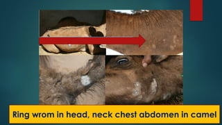 Ring wrom in head, neck chest abdomen in camel
 