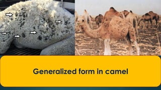 Generalized form in camel
 