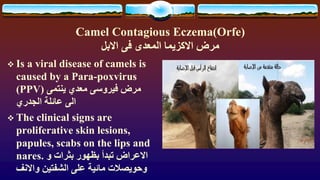 Camel Contagious Eczema(Orfe)
‫االبل‬ ‫فى‬ ‫المعدى‬ ‫االكزيما‬ ‫مرض‬
❖ Is a viral disease of camels is
caused by a Para-po...