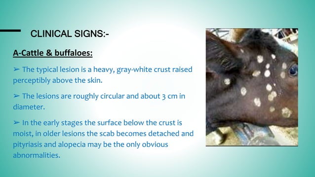 Ring worm in domestic animals.PPTX | Skin and Dermatology | Diseases ...