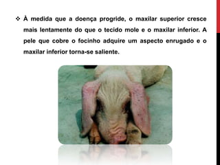  À medida que a doença progride, o maxilar superior cresce
mais lentamente do que o tecido mole e o maxilar inferior. A
pele que cobre o focinho adquire um aspecto enrugado e o
maxilar inferior torna-se saliente.
 