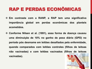 RAP E PERDAS ECONÔMICAS
 Em contraste com a RANP, a RAP tem uma significativa
importância global em perdas econômicas dos planteis
acometidos.
 Conforme Nilsen et al. (1991), essa forma de doença causou
uma diminuição de 10% no ganho de peso diário (GPD) no
período pós desmame em leitões desafiados pela enfermidade,
quando comparados com leitões controles (filhos de leitoas
não vacinadas) e com leitões vacinados (filhos de leitoas
vacinadas).
 