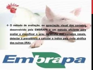  O método de avaliação, ou apreciação visual dos cornetos
desenvolvido pela EMBRAPA é um método eficiente para
avaliar e classificar o grau de atrofia dos cornetos nasais,
detectar a prevalência e calcular o índice para rinite atrófica
dos suínos (IRA).
 