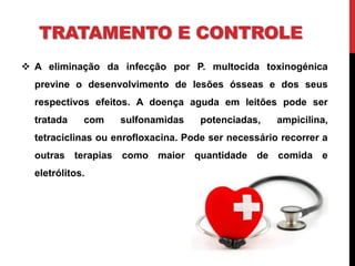 TRATAMENTO E CONTROLE
 A eliminação da infecção por P. multocida toxinogénica
previne o desenvolvimento de lesões ósseas e dos seus
respectivos efeitos. A doença aguda em leitões pode ser
tratada com sulfonamidas potenciadas, ampicilina,
tetraciclinas ou enrofloxacina. Pode ser necessário recorrer a
outras terapias como maior quantidade de comida e
eletrólitos.
 