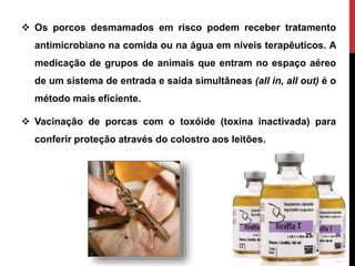  Os porcos desmamados em risco podem receber tratamento
antimicrobiano na comida ou na água em níveis terapêuticos. A
medicação de grupos de animais que entram no espaço aéreo
de um sistema de entrada e saída simultâneas (all in, all out) é o
método mais eficiente.
 Vacinação de porcas com o toxóide (toxina inactivada) para
conferir proteção através do colostro aos leitões.
 
