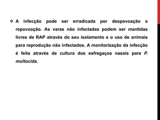  A infecção pode ser erradicada por despovoação e
repovoação. As varas não infectadas podem ser mantidas
livres de RAP através do seu isolamento e o uso de animais
para reprodução não infectados. A monitorização da infecção
é feita através de cultura dos esfregaços nasais para P.
multocida.
 