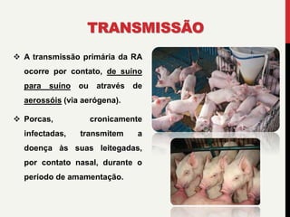 TRANSMISSÃO
 A transmissão primária da RA
ocorre por contato, de suíno
para suíno ou através de
aerossóis (via aerógena).
 Porcas, cronicamente
infectadas, transmitem a
doença às suas leitegadas,
por contato nasal, durante o
período de amamentação.
 