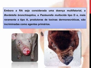 Embora a RA seja considerada uma doença multifatorial, a
Bordetella bronchiseptica, a Pasteurella multocida tipo D e, mais
raramente a tipo A, produtoras de toxinas dermonecróticas, são
incriminadas como agentes primários.
 