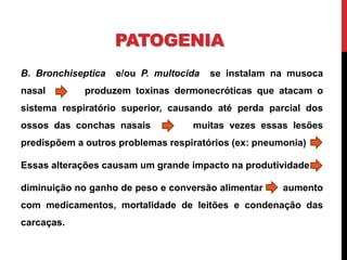 PATOGENIA
B. Bronchiseptica e/ou P. multocida se instalam na musoca
nasal produzem toxinas dermonecróticas que atacam o
sistema respiratório superior, causando até perda parcial dos
ossos das conchas nasais muitas vezes essas lesões
predispõem a outros problemas respiratórios (ex: pneumonia)
Essas alterações causam um grande impacto na produtividade
diminuição no ganho de peso e conversão alimentar aumento
com medicamentos, mortalidade de leitões e condenação das
carcaças.
 
