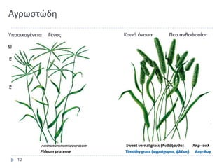 Αγρωςτϊδθ
Υποοικογζνεια       Γζνοσ                  Κοινό όνομα            Ρερ.ανκοφορίασ

Chloridoideae     Cynodon dactylon          Bermuda grass (Βερμοφδα)          Mαι-Αυγ

Panicoideae       Paspalum notatum          Bahia grass (Λειμώνιο)


                 Sorghum halepense          Johnson grass (Σόργον)             Ιουν-Αυγ

Pooideae         Dactylis glomerata         Orchard grass                      Μαι-Αυγ

                Festuca pratensis           Meadow fescue (Φεςτοφκα)           Μαι-Αυγ

                Lolium perenne              Perennial ryegrass (Λόλια, ήρα)     Απρ-Ιουλ

                Poa pratensis               Κentucky bluegrass (Πόα)            Μαρτ-Αυγ

                Agrostis gigantea (alba)    Redtop, bent grass

                Anthoxanthum odoratum      Sweet vernal grass (Ανθόξανθο)    Απρ-Ιουλ
                Phleum pratense            Timothy grass (αγριόχορτο, φλζωσ) Απρ-Αυγ
    12
 