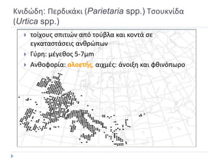 Κνιδϊδθ: Ρερδικάκι (Parietaria spp.) Τςουκνίδα
(Urtica spp.)
     τοίχουσ ςπιτιϊν από τοφβλα και κοντά ςε
      εγκαταςτάςεισ ανκρϊπων
     Γφρθ: μζγεκοσ 5-7μm
     Ανκοφορία: ολοετήσ, αιχμζσ: άνοιξθ και φκινόπωρο
 