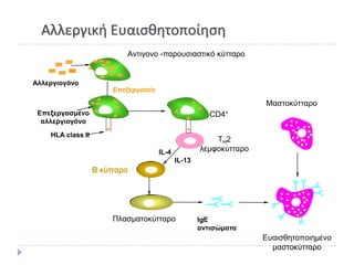 Αλλεργικι Ευαιςκθτοποίθςθ
                           Αντιγονο -παροσσιαστικό κύτταρο


Αλλεπγιογόνο
                        Επεξεργασία
                                                                    Μαστοκύτταρο
 Επεξεπγασμένο                                          CD4+
  αλλεπγιογόνο
    HLA class II
                                                         TH2
                                      IL-4           λεμφοκύτταρο
                                             IL-13
                   B κύτταρο




                        Πλασματοκύτταρο              IgE
                                                     αντισώματα
                                                                    Ευαισθητοποιημένο
                                                                      μαστοκύτταρο
 