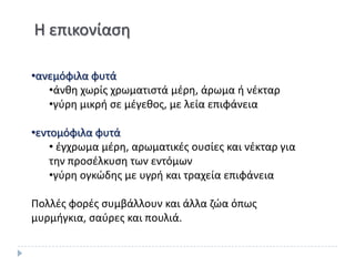 Θ επικονίαςθ

•ανεμόφιλα φυτά
   •άνκθ χωρίσ χρωματιςτά μζρθ, άρωμα ι νζκταρ
   •γφρθ μικρι ςε μζγεκοσ, με λεία επιφάνεια

•εντομόφιλα φυτά
    • ζγχρωμα μζρθ, αρωματικζσ ουςίεσ και νζκταρ για
    τθν προςζλκυςθ των εντόμων
    •γφρθ ογκϊδθσ με υγρι και τραχεία επιφάνεια

Ρολλζσ φορζσ ςυμβάλλουν και άλλα ηϊα όπωσ
μυρμιγκια, ςαφρεσ και πουλιά.
 