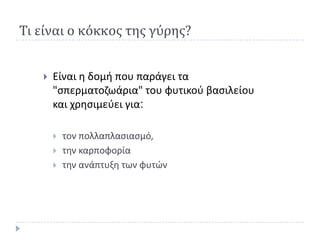 Σι είναι ο κόκκοσ τησ γύρησ?


      Είναι θ δομι που παράγει τα
       "ςπερματοηωάρια" του φυτικοφ βαςιλείου
       και χρθςιμεφει για:

          τον πολλαπλαςιαςμό,
          τθν καρποφορία
          τθν ανάπτυξθ των φυτϊν
 