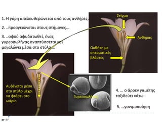 Στίγμα
1. Θ γφρθ απελευκερϊνεται από τουσ ανκιρεσ..
2. ..προςγειϊνεται ςτουσ ςτιμονεσ...
3. ..αφοφ αφυδατωκεί, ζνασ                                              Ανκιρασ
γυρεοςωλινασ αναπτφςςεται και
μεγαλϊνει μζςα ςτο ςτφλο …                     Ωοκικθ με
                                               ςπερματικζσ
                                               βλάςτεσ




   Αυξάνεται μζςα
   ςτο ςτφλο μζχρι                                           4. … ο άρρεν γαμζτθσ
   να φτάςει ςτο                       Γυρεοςωλινασ          ταξιδεφει κάτω..
   ωάριο
                                                             5. …γονιμοποίθςθ

GF -07
 