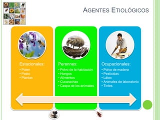 AGENTES ETIOLÓGICOS
Estacionales:
• Polen
• Pasto
• Plantas
Perennes:
• Polvo de la habitación
• Hongos
• Alimentos
• Cucarachas
• Caspa de los animales
Ocupacionales:
• Polvo de madera
• Pesticidas
• Látex
• Animales de laboratorio
• Tintes
 