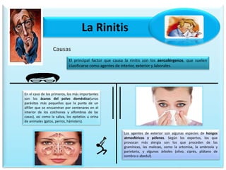 La Rinitis
Causas
El principal factor que causa la rinitis son los aeroalérgenos, que suelen
clasificarse como agentes de interior, exterior y laborales.
En el caso de los primeros, los más importantes
son los ácaros del polvo doméstico(unos
parásitos más pequeños que la punta de un
alfiler que se encuentran por centenares en el
interior de los colchones y alfombras de las
casas), así como la saliva, los epitelios u orina
de animales (gatos, perros, hámsters).
Los agentes de exterior son algunas especies de hongos
atmosféricos y pólenes. Según los expertos, los que
provocan más alergia son los que proceden de las
gramíneas, las malezas, como la artemisa, la ambrosía y
parietaria, y algunos árboles (olivo, ciprés, plátano de
sombra o abedul).
 