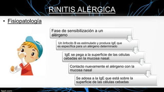 RINITIS ALÉRGICA
• Fisiopatología
Fase de sensibilización a un
alérgeno
Un linfocito B es estimulado y produce IgE que
es específica para un alérgeno determinado
IgE se pega a la superficie de las células
cebadas en la mucosa nasal.
Contacto nuevamente el alérgeno con la
mucosa nasal
Se adosa a la IgE que está sobre la
superficie de las células cebadas
 