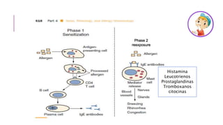 Etiología
Enfermedad multifactorial
El estímulo inicial que desencadena el cuadro es una reacción
antígenoanti cuerpo, que produce una reacción de hipersensibilidad
tipo I, mediada por una sobreproducción de inmunoglobulina E, como
respuesta a una exposición a un alergeno.
Factores
genéticos
Factores
ambientales
Histamina
Leucotrienos
Prostaglandinas
Tromboxanos
citocinas
Phase 2
reexposure
 