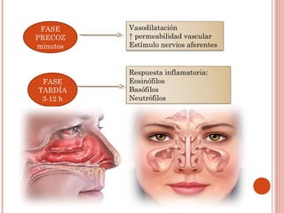 FASE     Vasodilatación
PRECOZ    ↑ permeabilidad vascular
minutos   Estímulo nervios aferentes


          Respuesta inflamatoria:
 FASE     Eosinófilos
TARDÍA    Basófilos
 3-12 h   Neutrófilos
 
