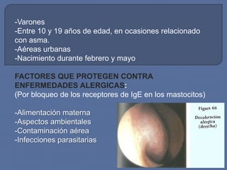 -Varones
-Entre 10 y 19 años de edad, en ocasiones relacionado
con asma.
-Aéreas urbanas
-Nacimiento durante febrero y mayo

FACTORES QUE PROTEGEN CONTRA
ENFERMEDADES ALERGICAS:
(Por bloqueo de los receptores de IgE en los mastocitos)

-Alimentación materna
-Aspectos ambientales
-Contaminación aérea
-Infecciones parasitarias
 
